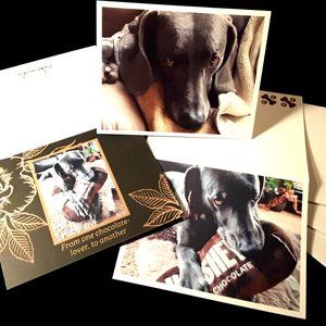 Weimaraner Lover SET of 3-BluzieDoozieDesigns: Blank Note/Greeting Card